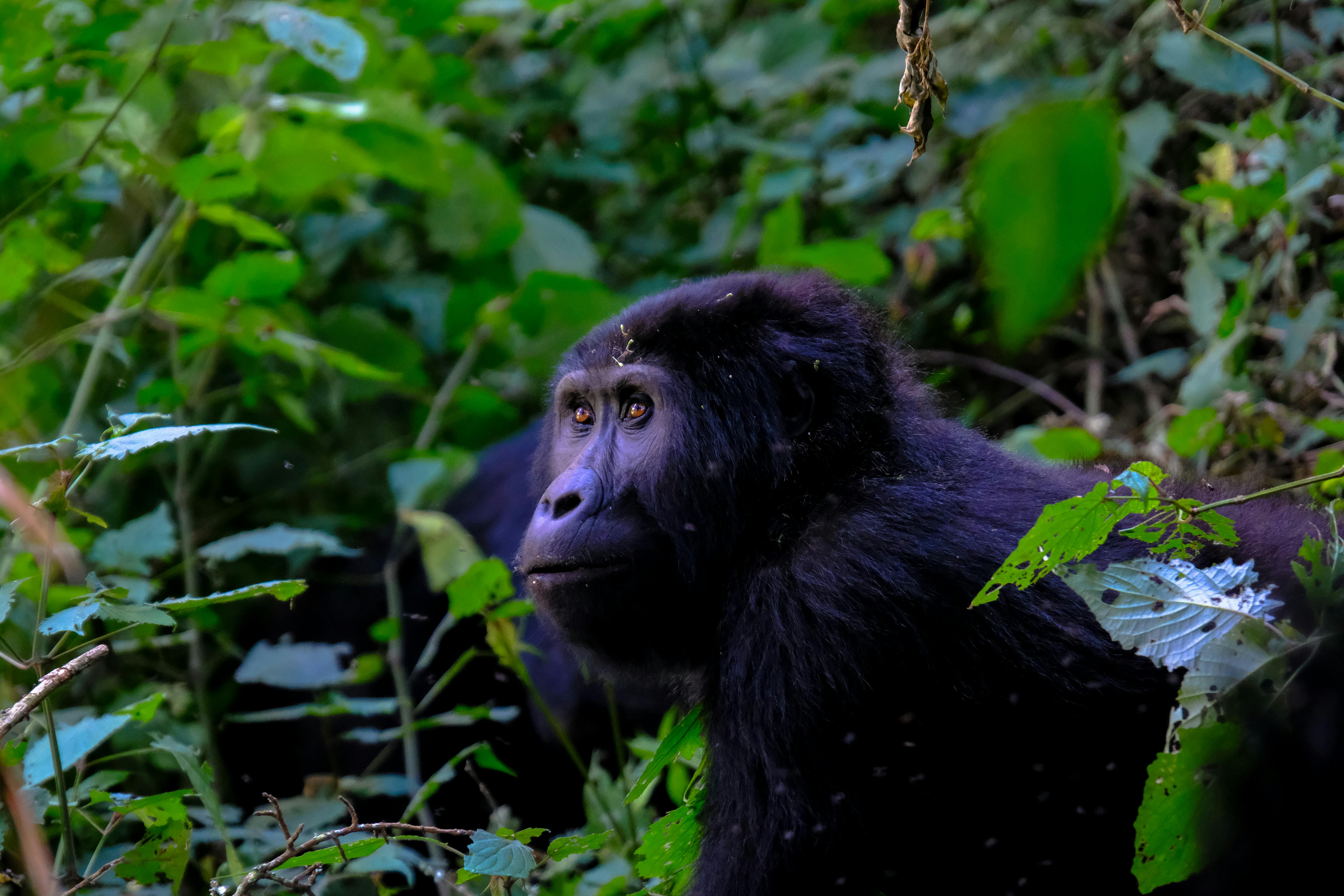 Gorilla trekking in Volcanoes National Park